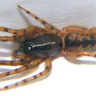 Fischernetzspinne - Segestria senoculata