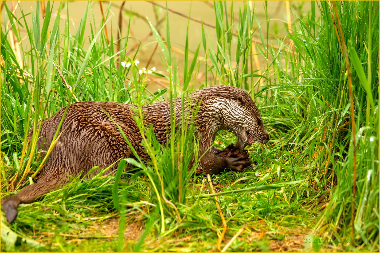 Fischerotter