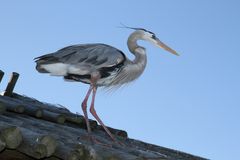 Fischerreiher auf Lauer