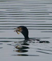 Fischers "Freund"