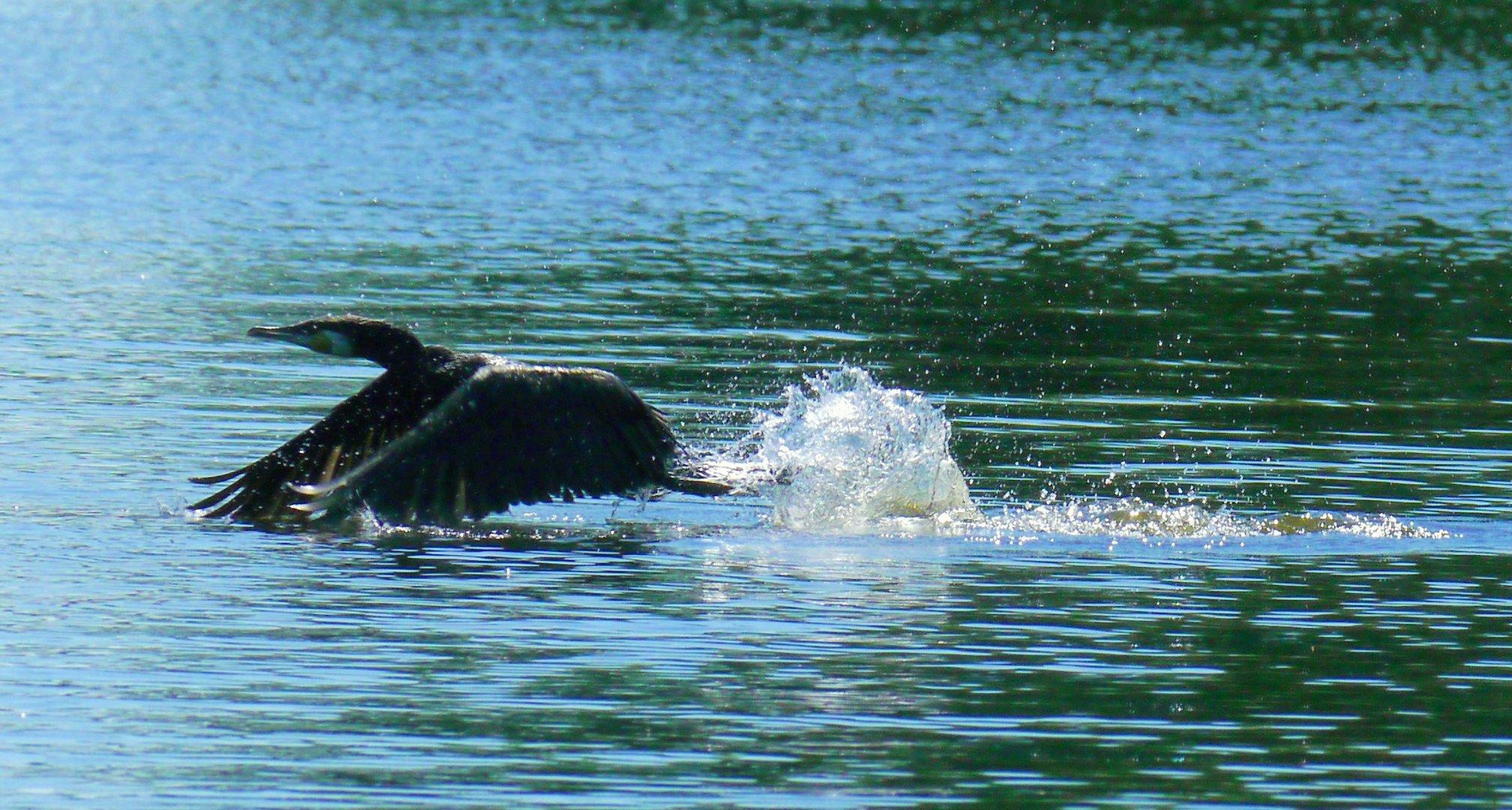 Fischers "Freund" - der Räuber