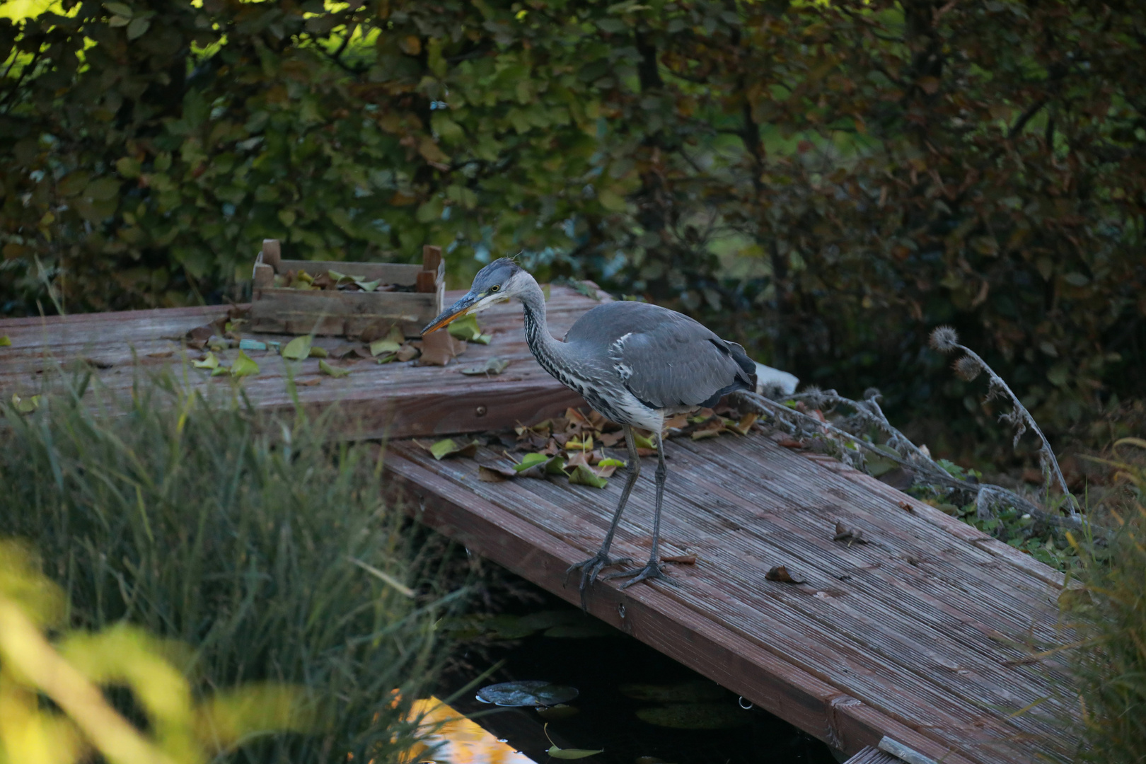 Fischers Fritz ... 1 von 5 / I-V