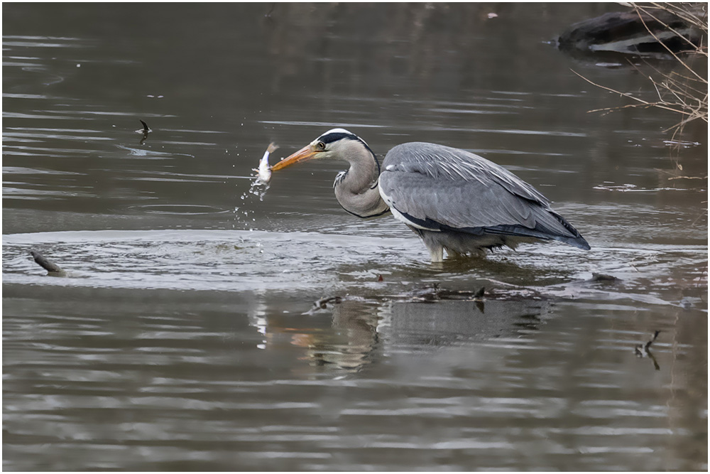 Fischers Fritze .............