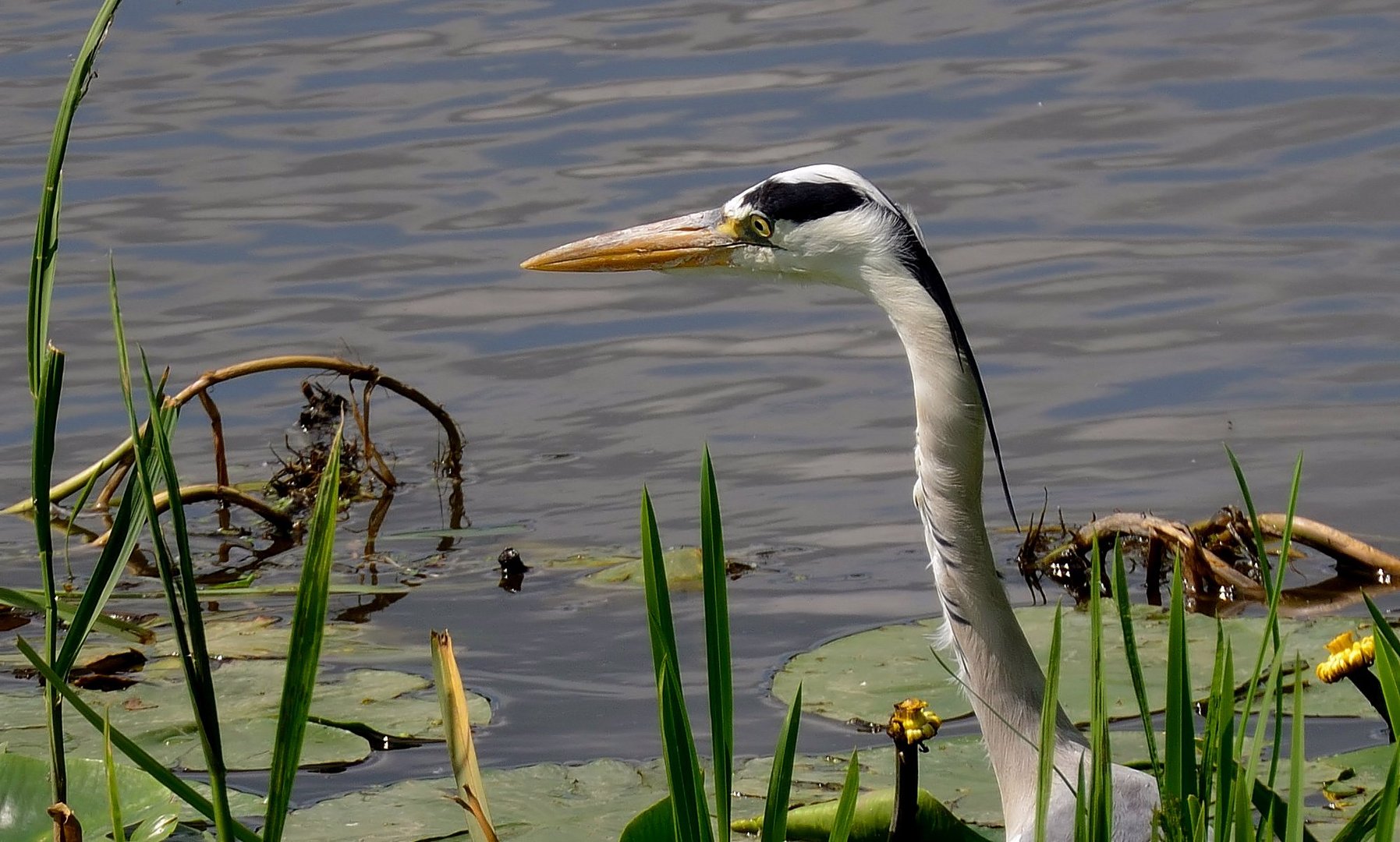 Fischers Fritze auf Fischfang...