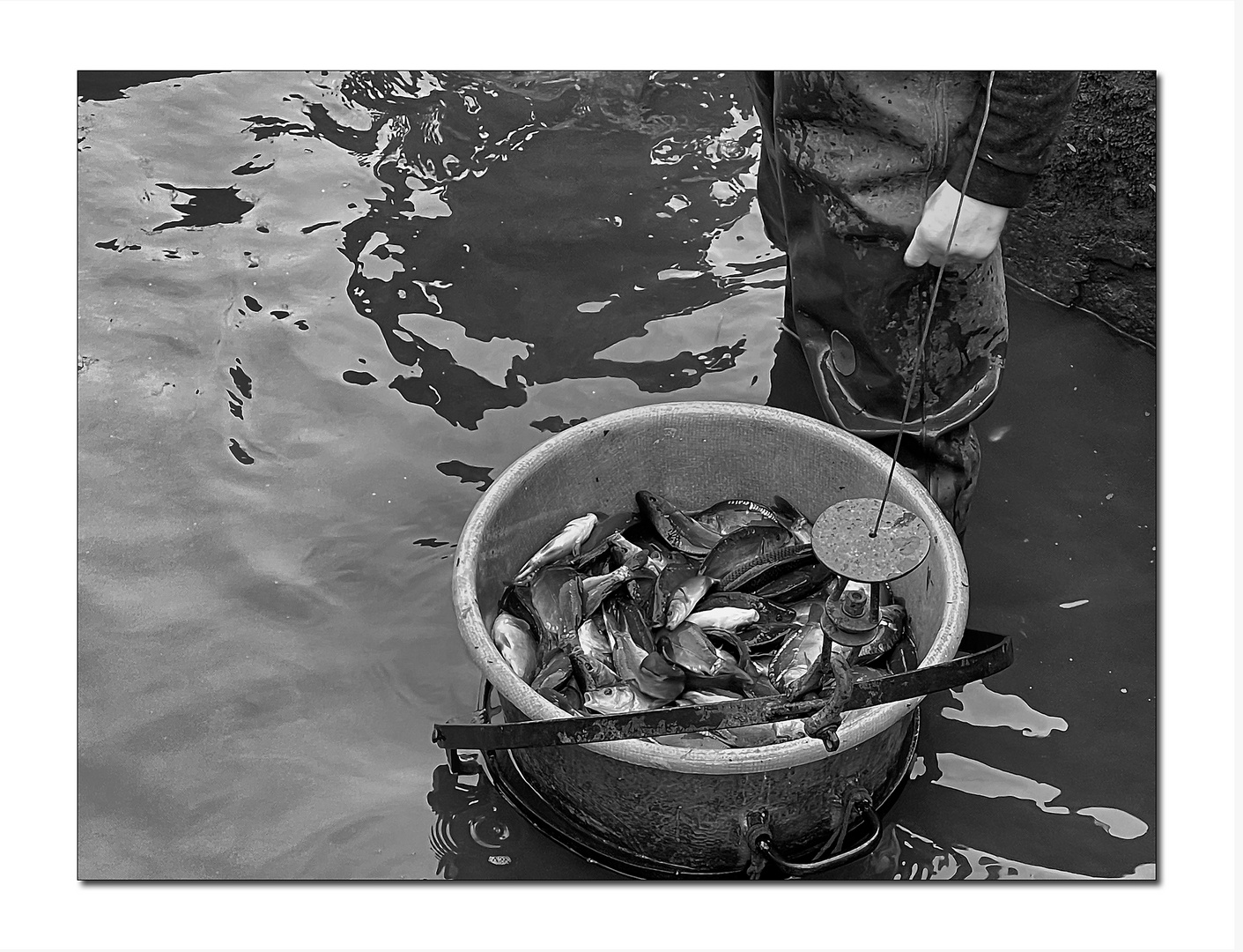 fischers fritze fängt frische fische