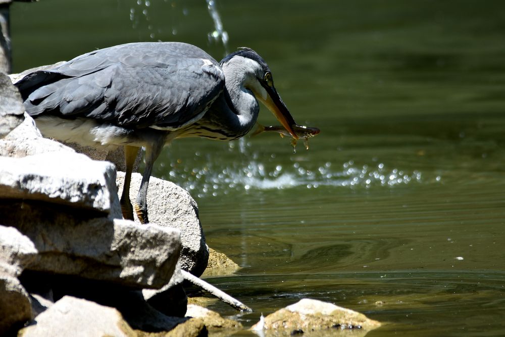 Fischers Fritze Fischt Frische Fische Frische Fische Fischt Fischers Fritze Fischers Fritze fischt frische Fische :-) Foto & Bild | tiere, wildlife