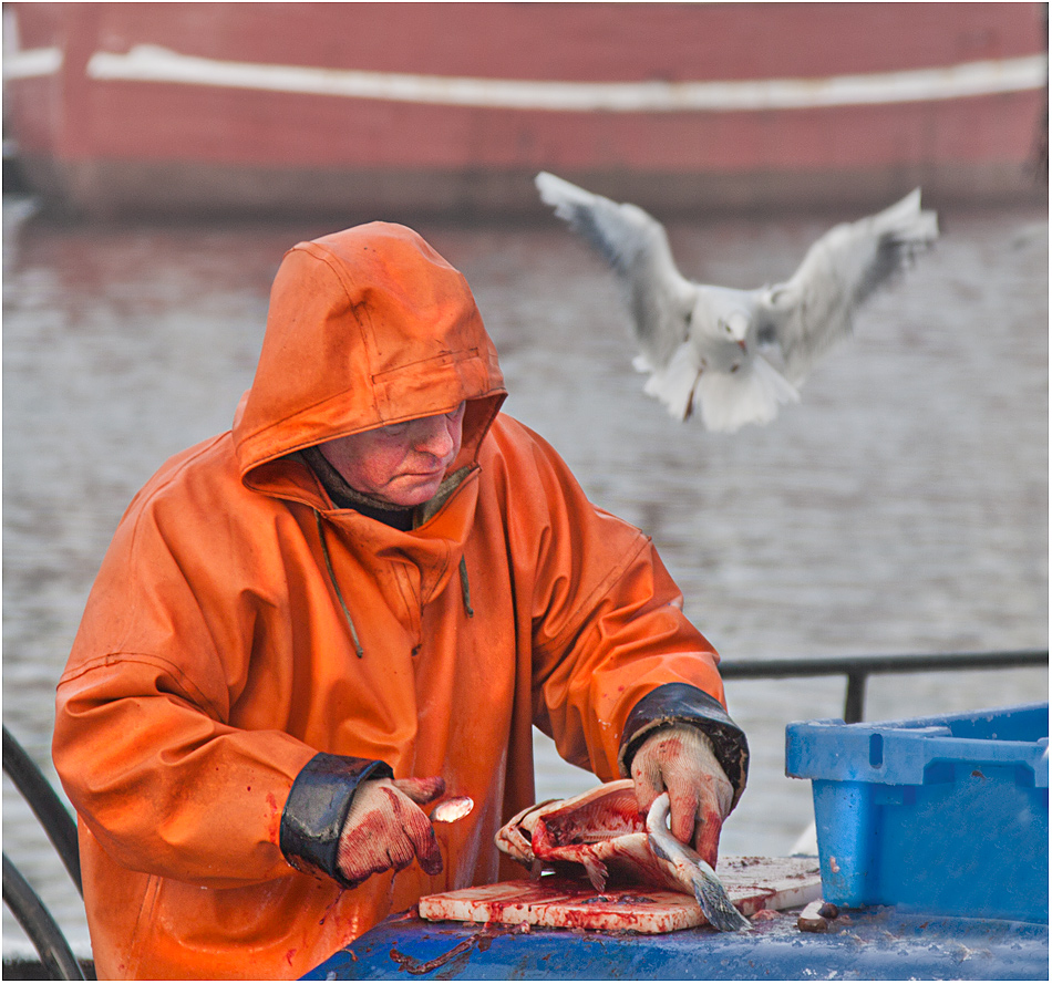 ... Fischers Heimkehr 2013...