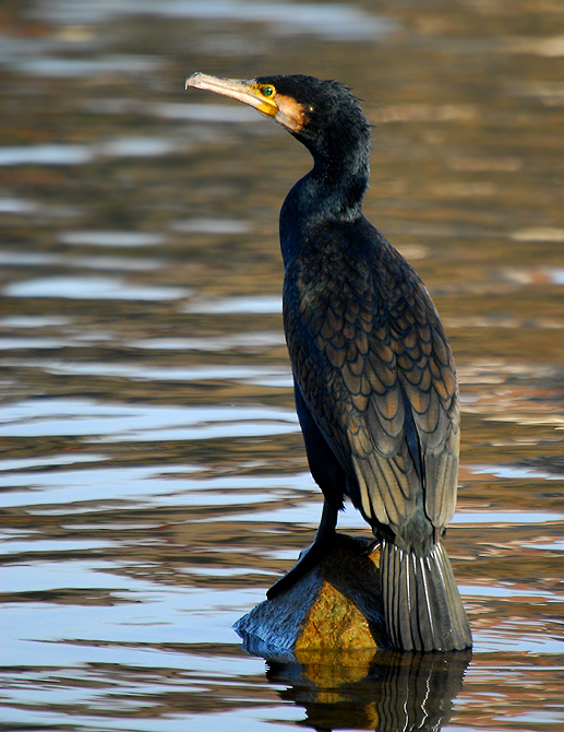 Fischer´s Liebling?