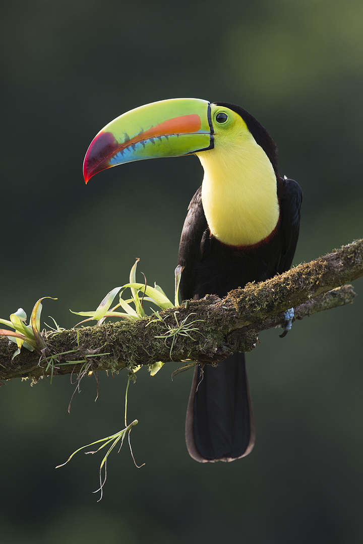 Fischertukan, Costa Rica