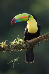 Fischertukan, Costa Rica