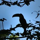 Fischertukan im Gegenlicht, Costa Rica