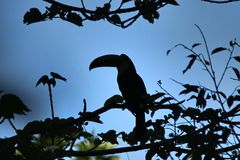 Fischertukan im Gegenlicht, Costa Rica