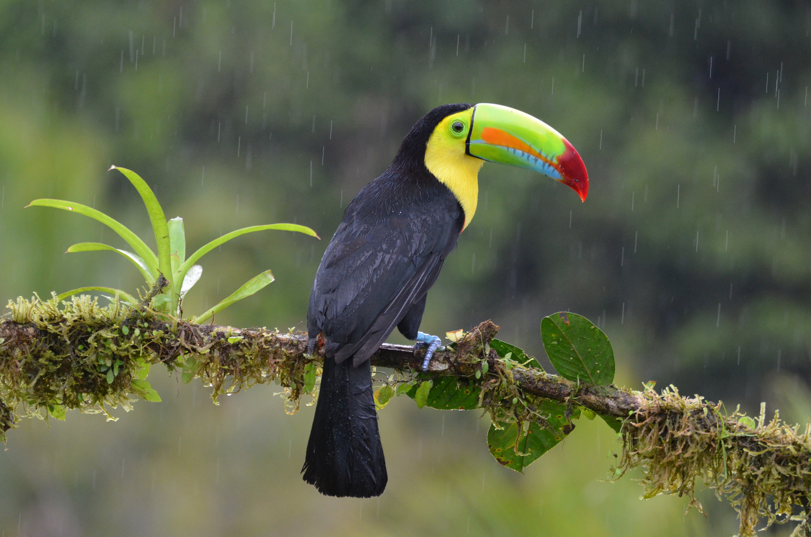 Fischertukan im Regen