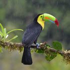 Fischertukan im Regen