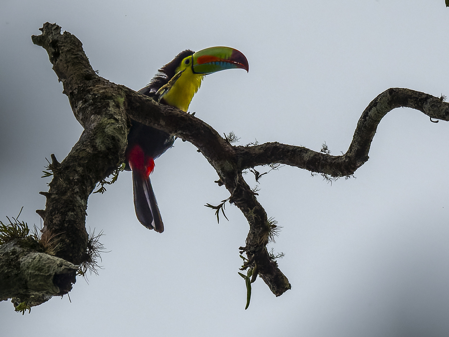 Fischertukan im Regenwald von Costa Rica