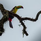 Fischertukan im Regenwald von Costa Rica