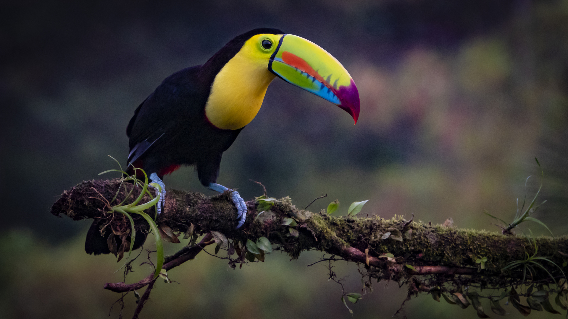 Fischertukan (Ramphastos sulfuratus)