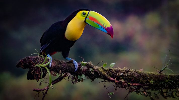 Fischertukan (Ramphastos sulfuratus)