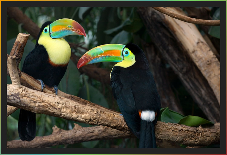 Fischertukan (ramphastos sulfuratus)