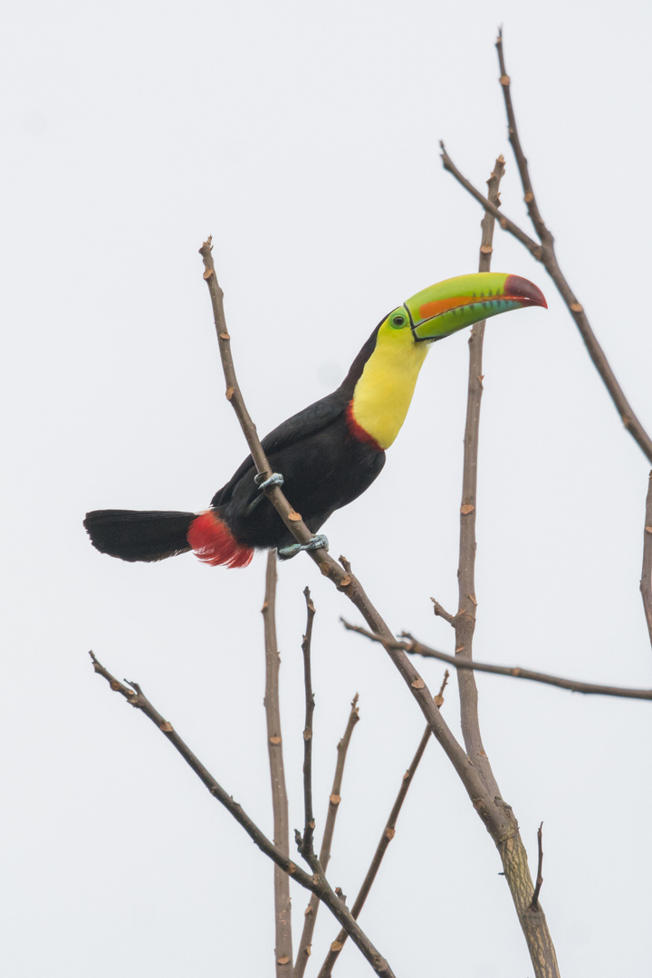 Fischertukan (Ramphastos sulfuratus) in der Nähe des Vulkans Arenal, Costa Rica