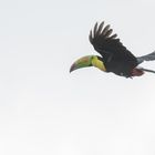 Fischertukan (Ramphastos sulfuratus), in der Nähe des Vulkans Arenal, Costa Rica