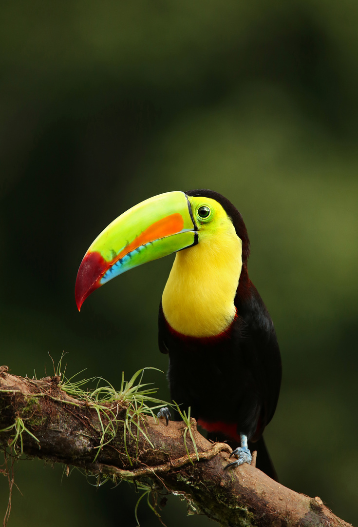 Fischertukan / Regenbogentukan - Costa Rica