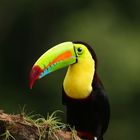 Fischertukan / Regenbogentukan - Costa Rica