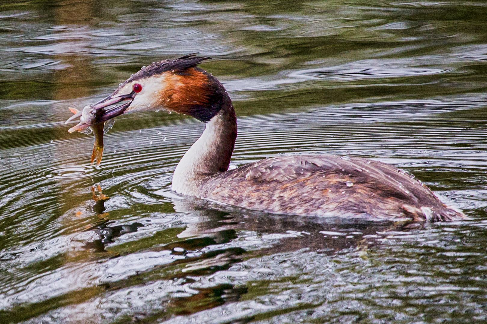 Fischfänger