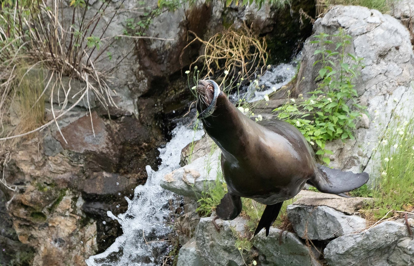 Fischfänger