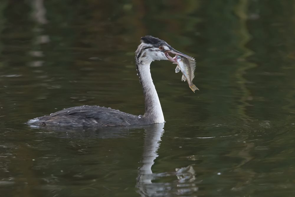 Fischfänger