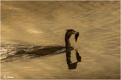 Fischfang am Abend