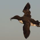 Fischfang auf Helgoland 