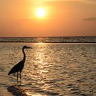 Fischfang bei Sonnenuntergang