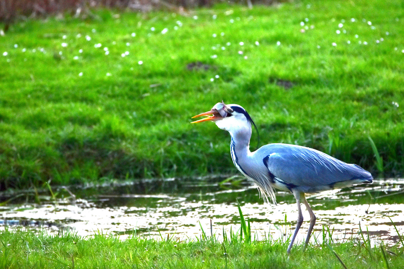 Fischfang die Dritte