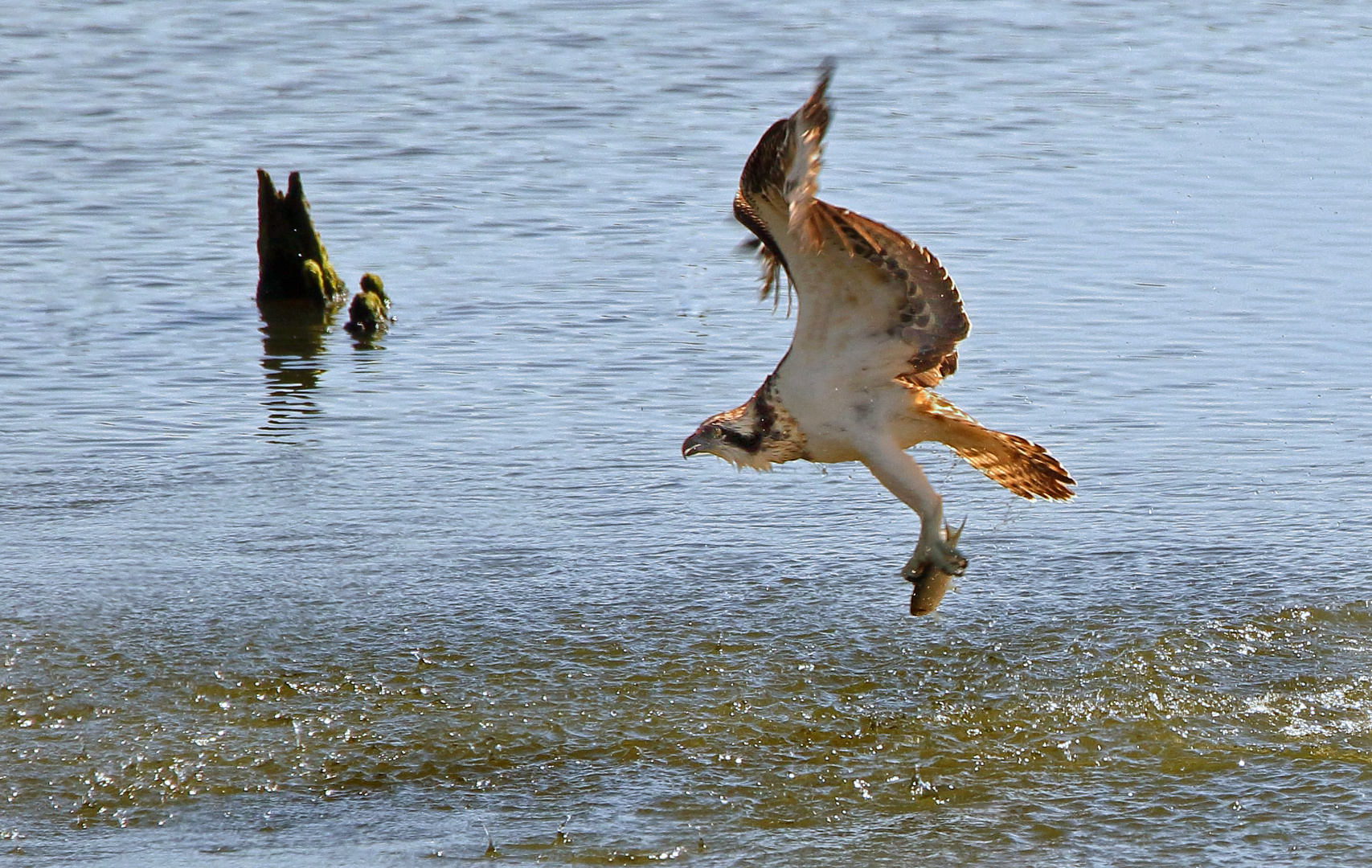 "Fischfang erfolgreich"