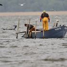 Fischfang für Reiher