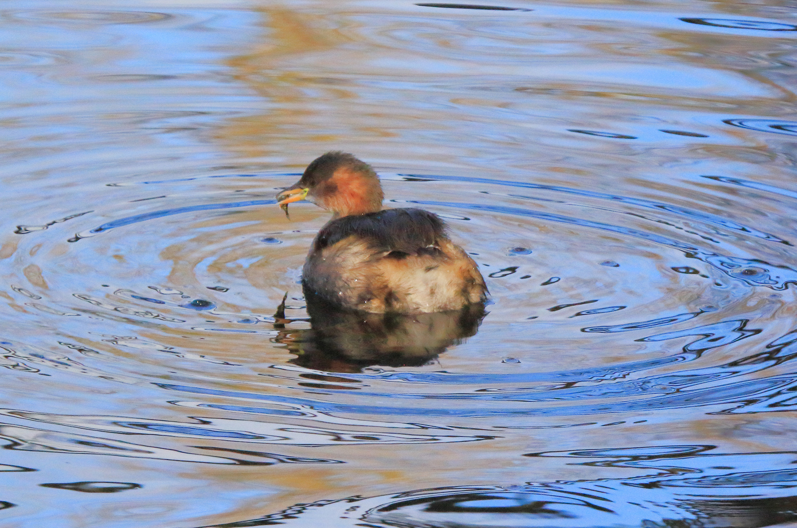 Fischfang im Teich