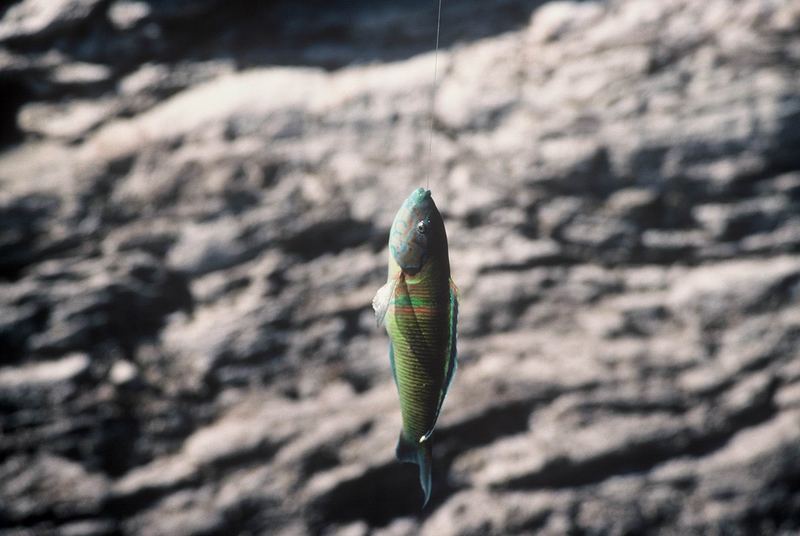 Fischfang in der Toscana