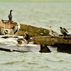 Fischfang-Konkurrenten in e i n e m Boot