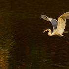 Fischfang, Mana Pools NP, 2019.09.21.