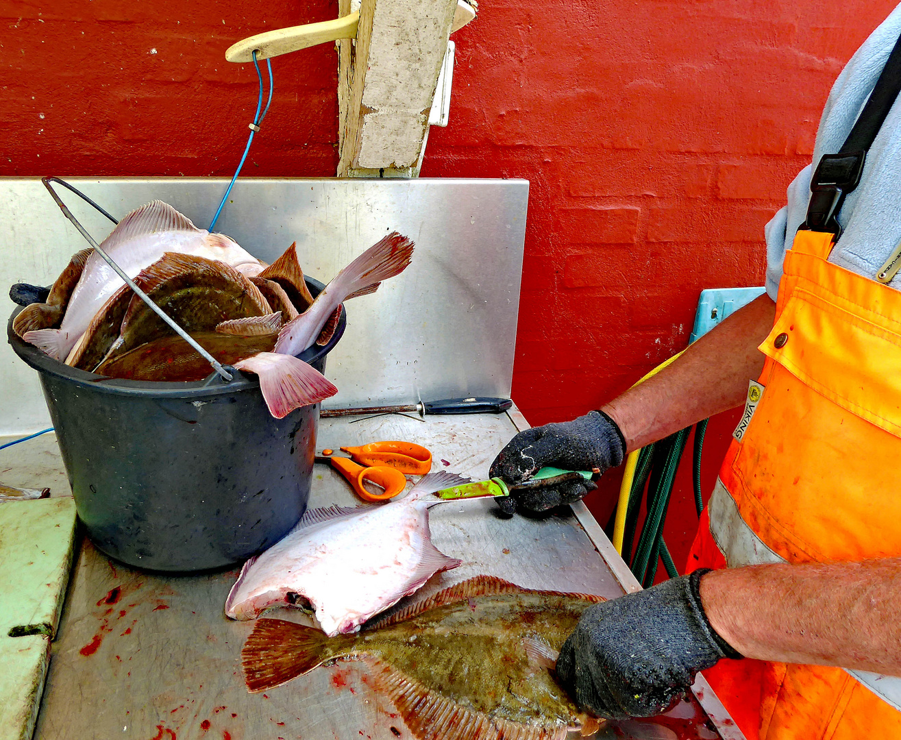 Fischfang, nach dem Fang bekommt die Scholle eine neue Figur ...