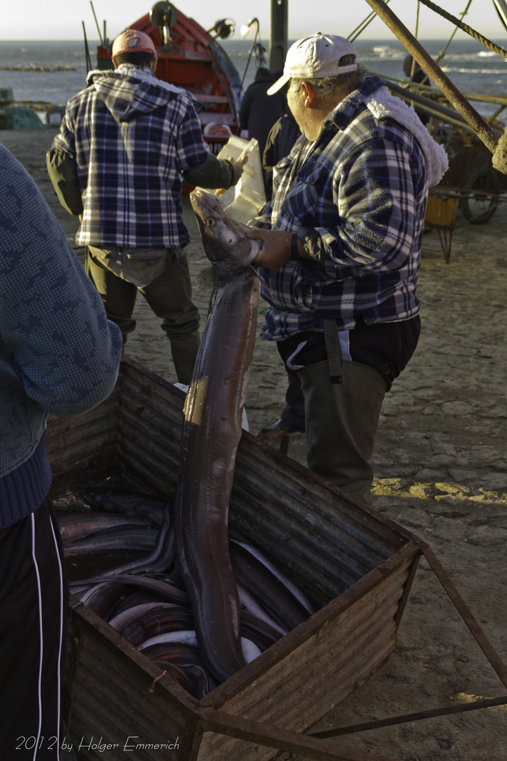 Fischfang und verkauf in Nord-Portugal 2