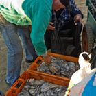 Fischfang und verkauf in Nord-Portugal 3