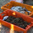 Fischfang und verkauf in Nord-Portugal 5