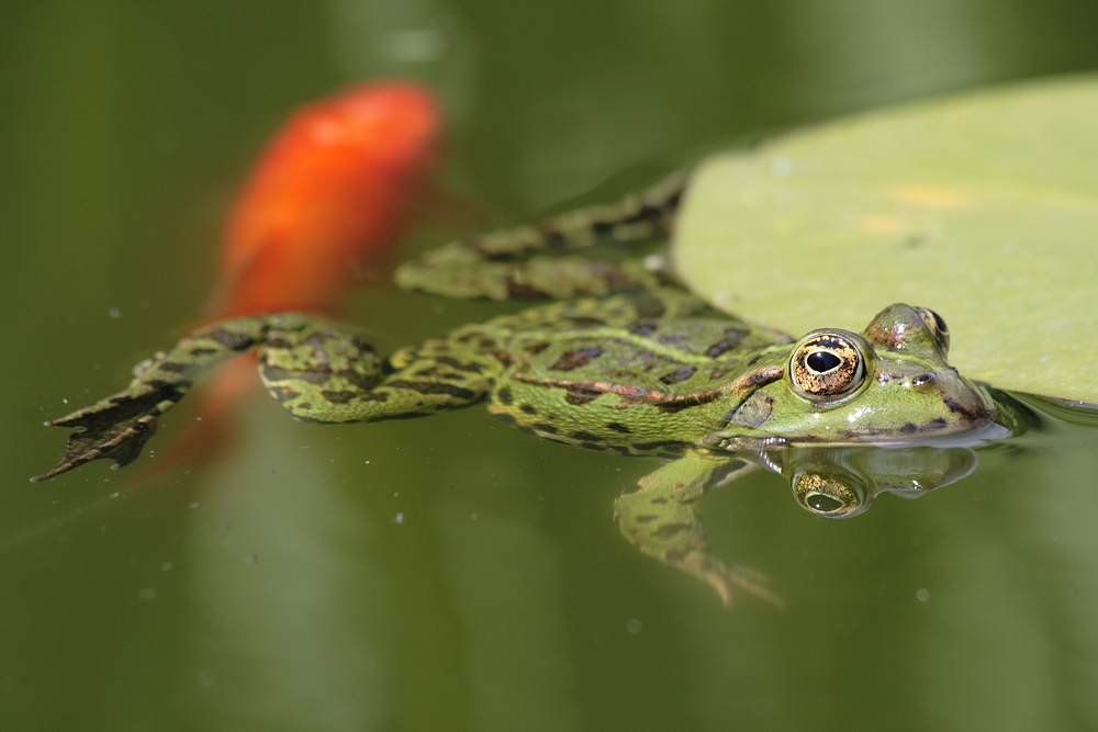 Fisch+Frosch