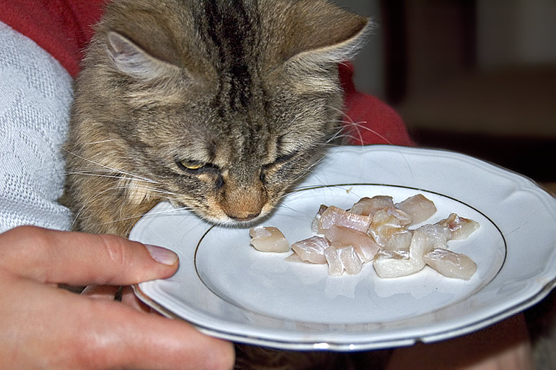 fischfütterung