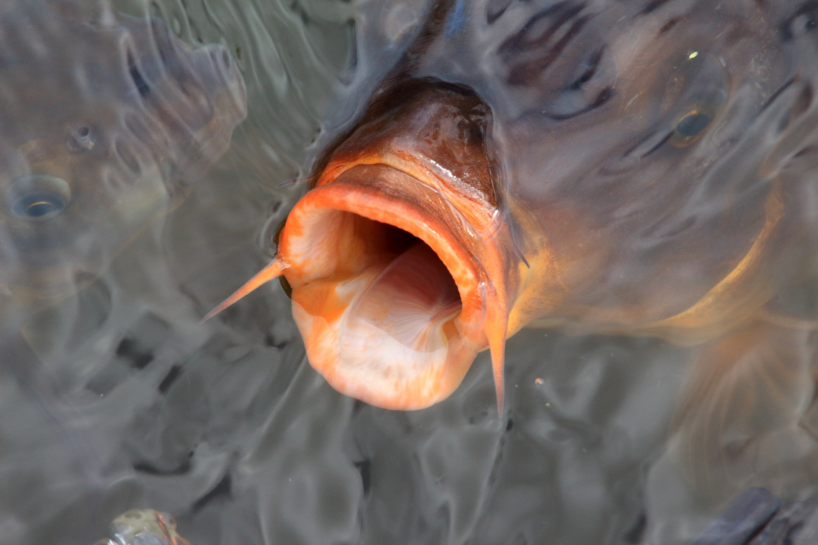 Fischfütterung