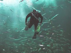 Fischfütterung im Großen Becken des Nordsøn-Ozeaneum.