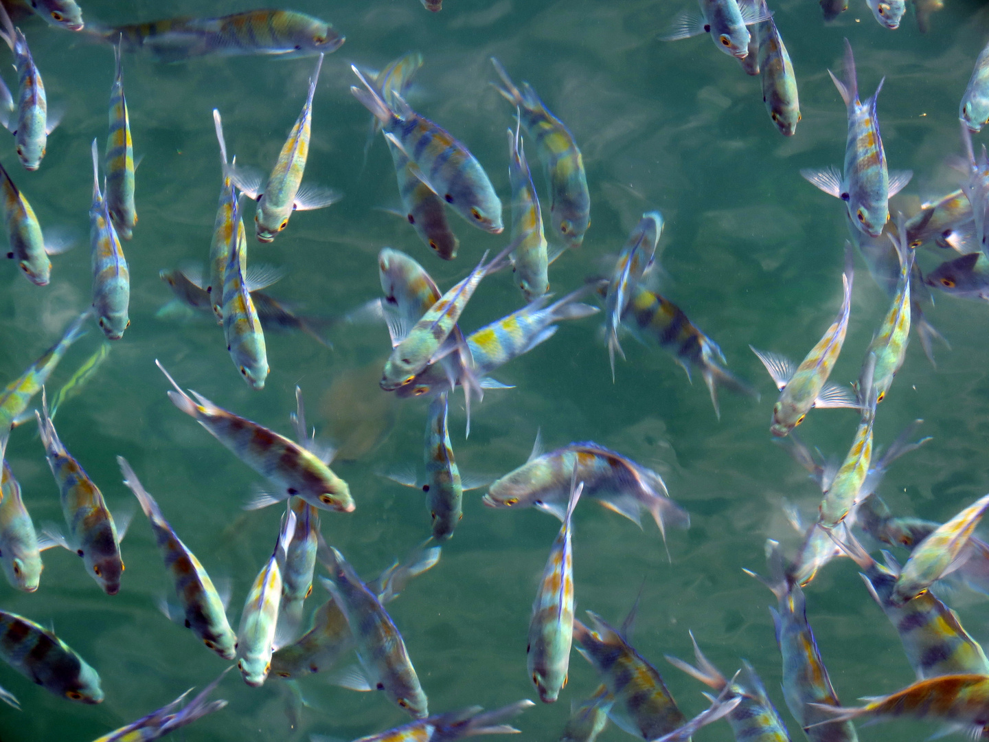 Fischfütterung im Musandamfjord