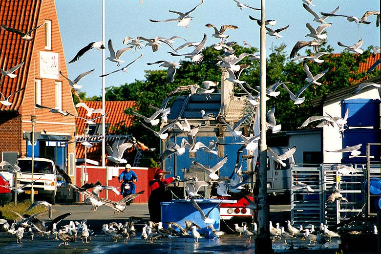 Fischgeruch macht Möven rasend